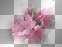 amon // spring blossom
