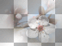 amon // spring blossom
