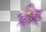 amon // purple clematis