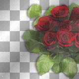 Transparent roses red  