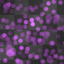 Background Purple animated patch of light  