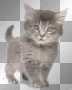 ANIMALI