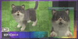 chat persan===> nintendog+cats