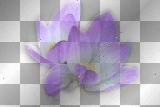 amon // purple flowers