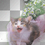 kitten picture