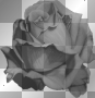 soave flowers rose black