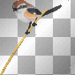 birds animated