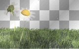 MELBA PASTO FLOR PRING