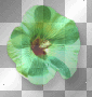 Flower green Flower green