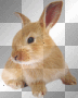 Hare rabbit  