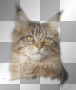 cat cat