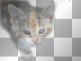 orange grey european cat // emme.