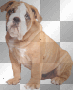 Cute Animated Bulldog