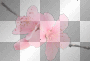 Cherry Blossom ©JW - transparent