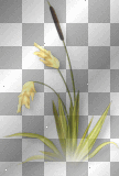 Grass flowers 
