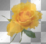 yellow rose