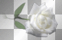 Spring summer flowers rose WHITE