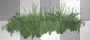 SPRING SUMMER GREEN GRASS