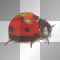 ladybug spring summer Louise♥♥ ladybug spring summer Louise♥♥