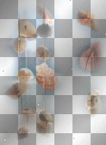 SUMMER DECO BEACH SHELLS anuschkatim