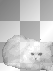 cat ludmilla1959         