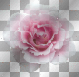 Pink and White Flower