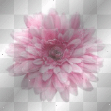 Flower ;)