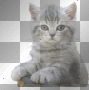 cat s44 cat s44