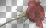 Pretty Red Rose