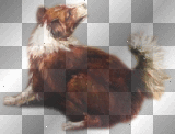 animales rossi_61