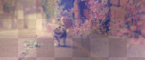 Gatto