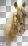 le cheval