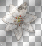 Flower white winter 