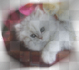 Persan blanc 