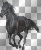 soave horse black