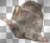 beer hamster.w