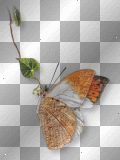 Butterfly orange
