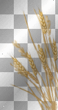 artemia transparent wheat-corn-blé