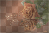 rose caesar59