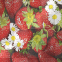 SUMMER STRAWBERRY BACKGROUND ANIMATED