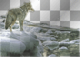 wolf animal transparent fantasy background