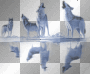 artemia transparent animal blue-wolves-wolf-reflection