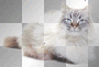 tulipe:cat