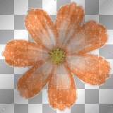 Orange Flower