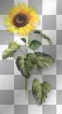 Flower sunflower yellow