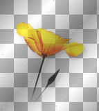Flower poppy yellow 