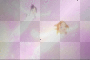 Super Cure Splash Star