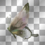 BUTTERFLY*