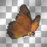 BUTTERFLY*