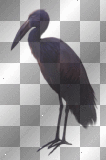 artemia transparent goth bird
